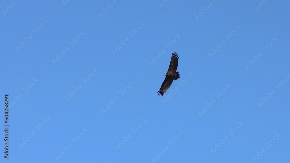 A bird of prey that slowly soars through the skies with its large wingspan spread, the eagle searches for prey for hunting. A bird of prey that slowly soars through the skies with its large wingspan spread, the eagle searches for prey for hunting.