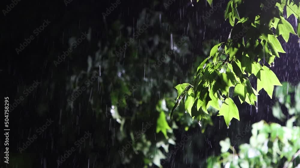 Heavy rain and thunderstorms and storms through the dark night trees ...