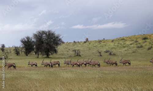 Herd of Gemsbok or South African Oryx in the Kgalagadi, South Africa