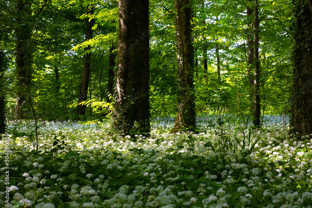 Schweizer Wald, Kanton Luzern Schweizer Wald, Kanton Luzern