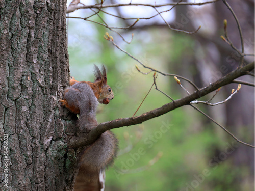The squirrel with nut in springtime. Eurasian red squirrel, Sciurus vulgaris. © Olga