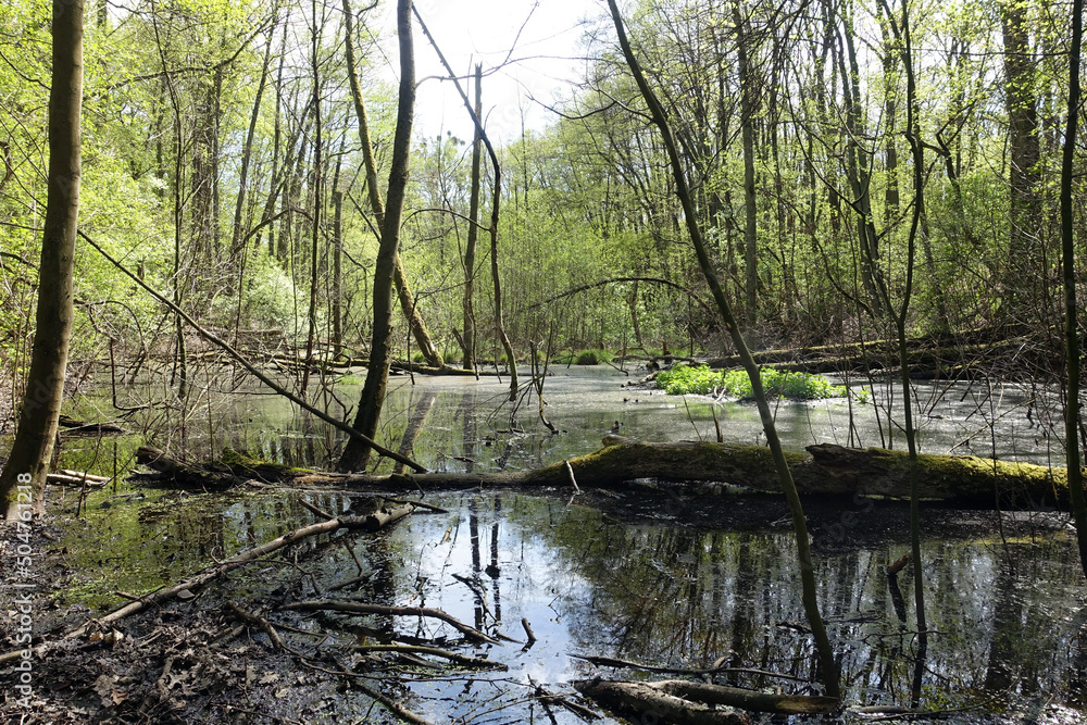 Swampy and wetland in the forest Swampy and wetland in the forest