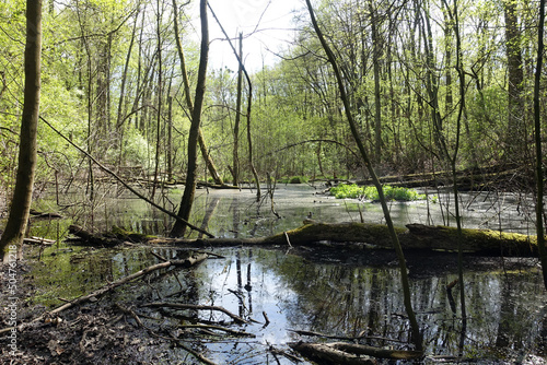 Fototapeta Naklejka Na Ścianę i Meble -  Swampy and wetland in the forest