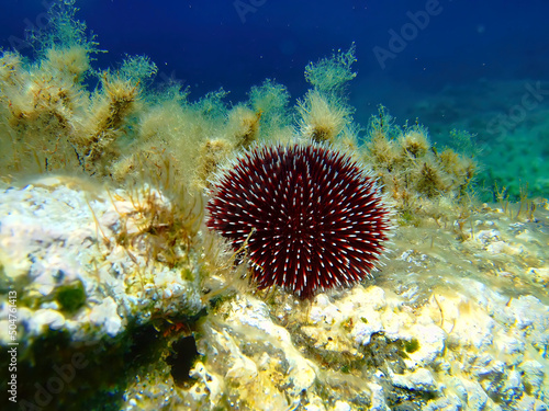 Sun rays illuminate a black sea urchin on a reef and the deep blue sea water background.