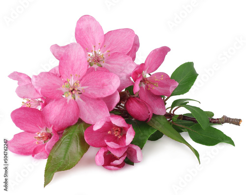 Flowers of apple isolated on white