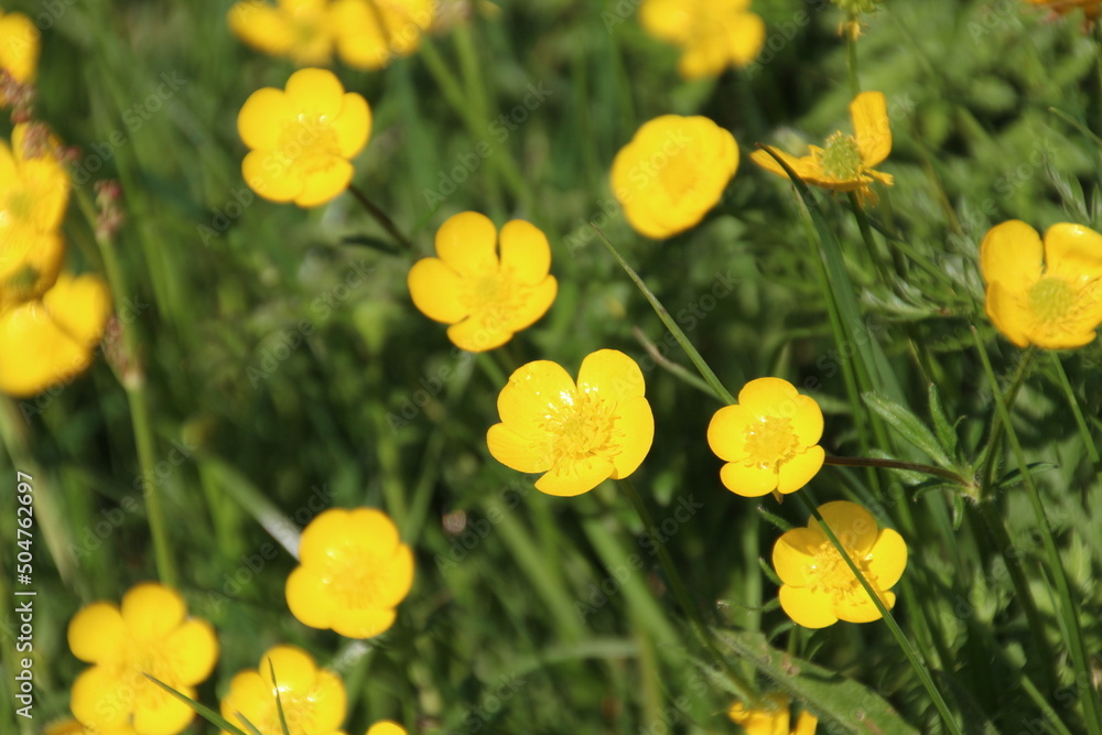 Fototapeta premium yellow tulips in spring