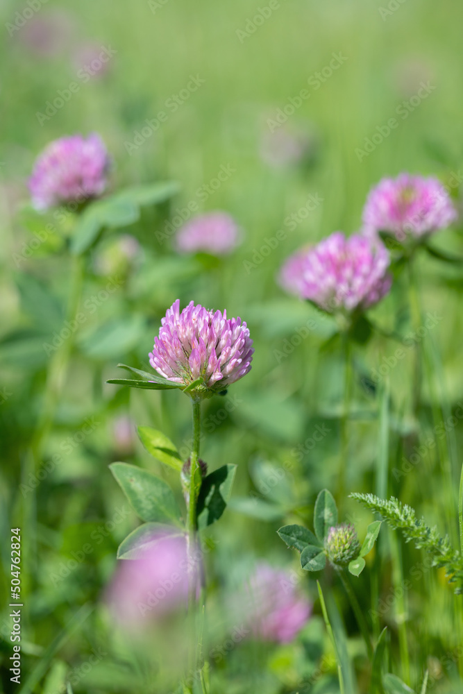 Red clover (Trifolium pratense) on a forage meadow. Red clover (Trifolium pratense) on a forage meadow.