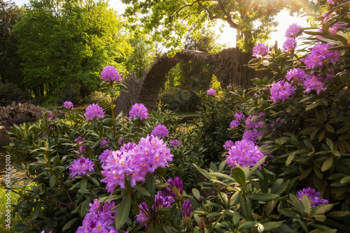 Rhododendron in Kromlaupark  photo