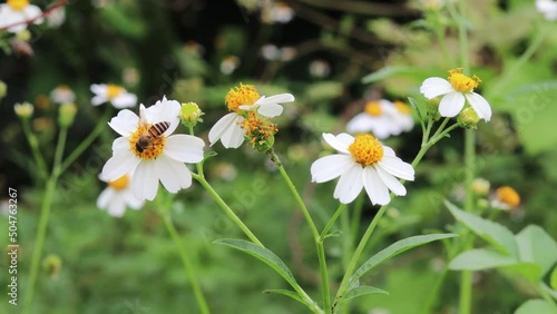 4K beautiful nature with bee foraging and pollinating white flowers (daisies) blooming in spring forest and this area offer a rich and supportive environment for small animals.