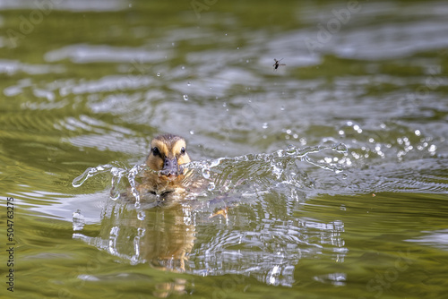 Close up of a baby Mallard duckling chasing an insect and causing a splash on the pond