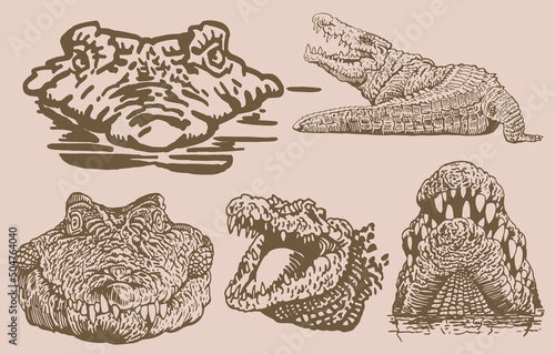 Graphical vintage set of crocodiles , sepia background, vector illustration