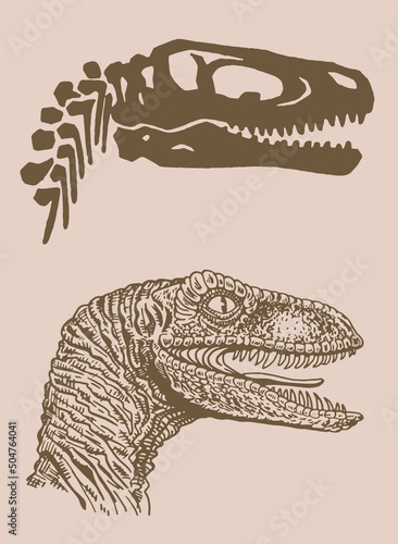 Graphical vintage portrait  and skull of raptor  , sepia  background, vector illustration, dinosaur
