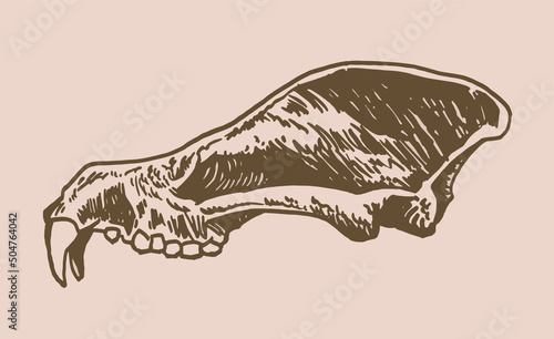 Graphical vintage skull of bear ,paleontological vector element