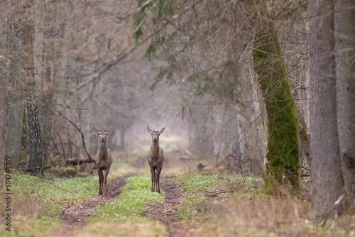 Fototapeta samoprzylepna Jelenie