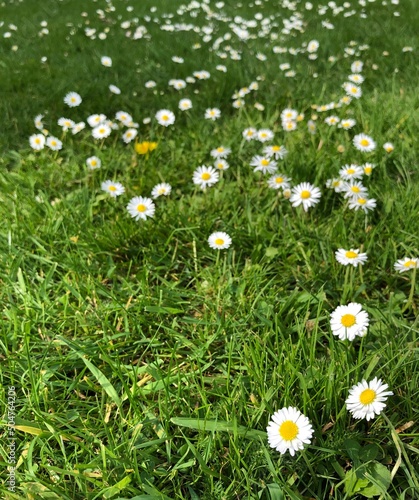 Daisies in flower on a grass lawn in May, England, united Kingdom