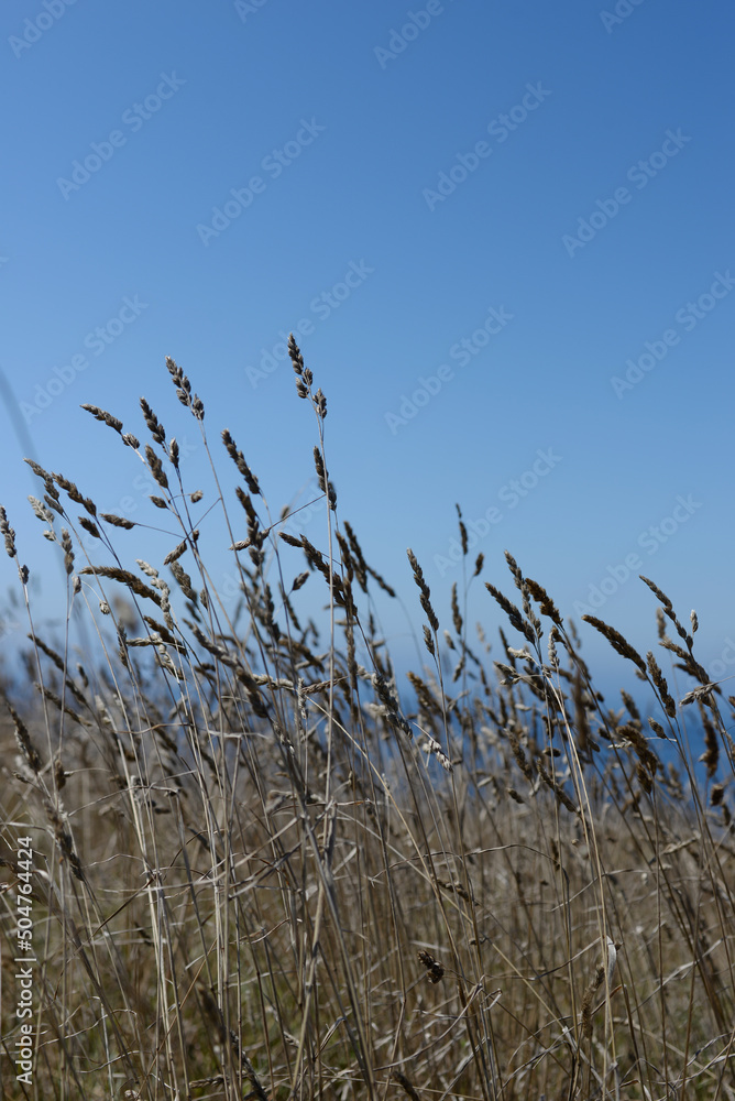 Obraz premium Ouessant - Herbes