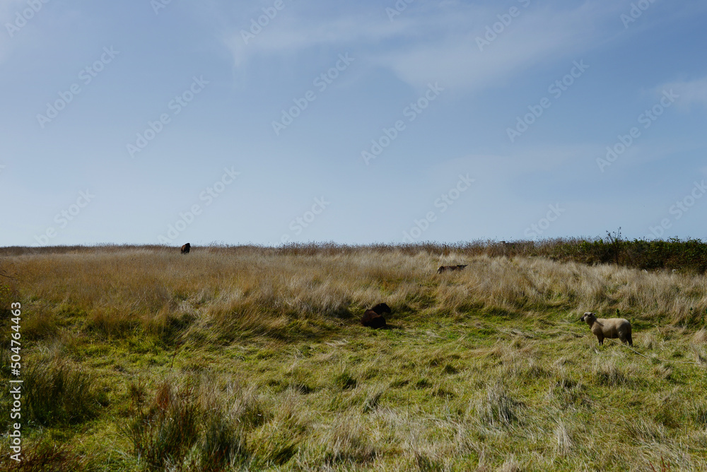 Ouessant - mouton