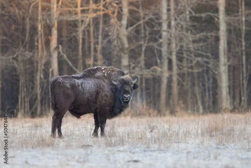 Fototapeta samoprzylepna Żubr