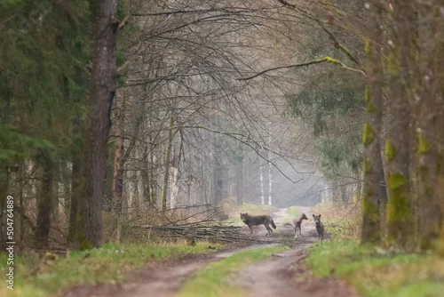 Fototapeta samoprzylepna Wilki