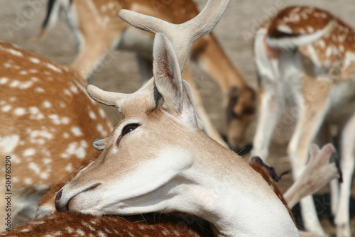 white deer