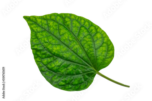 WildBetel Leafbush (Piper sarmentosum Roxb) on white background with Clipping Path photo