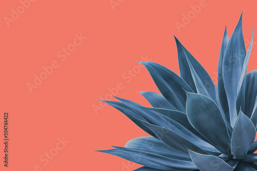 Fox Tail Agave Plant in Blue Tone Color Isolated on Bright Pink Background