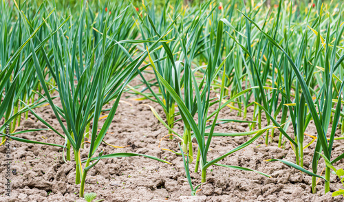 Rows of planted green garlic in the garden