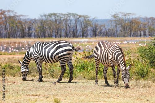 Plains zebras