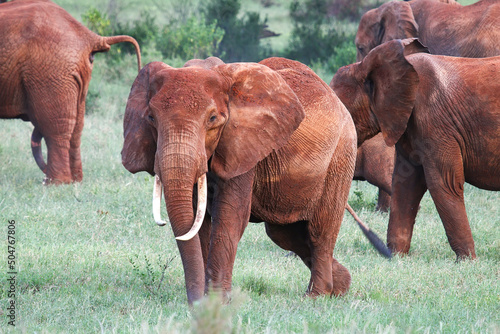 Photography African bush elephants