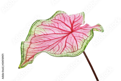 Colorful Tropical Leaf of Caladium Plant Isolated on White Backg