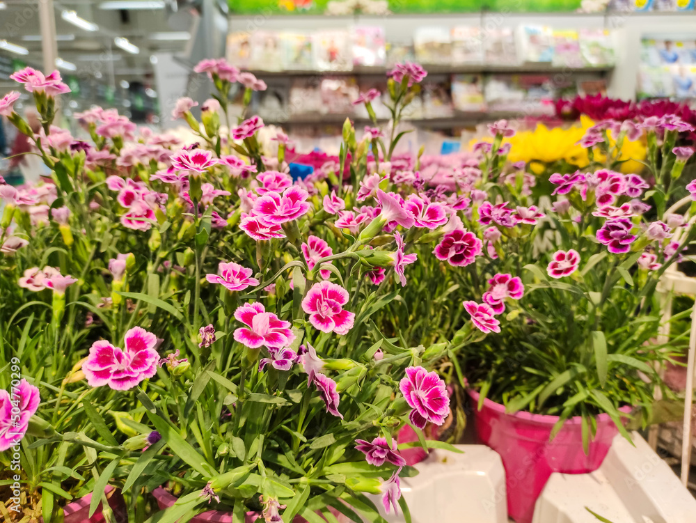 Lots of bright flowers, pink carnations in pots. Close-up