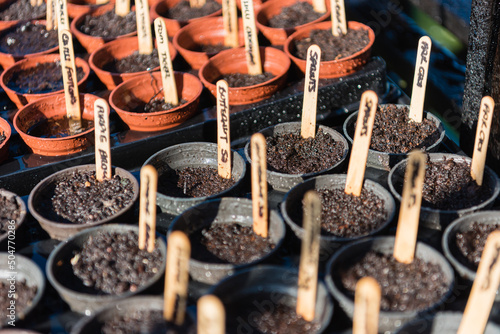 Wooden lollypop sticks are used to label vegetable seeds in a greenhouse. photo