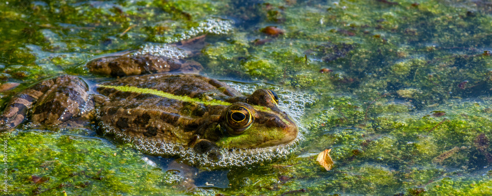 Fototapeta premium Grenouille rieuse - pelophylax ridibundus
