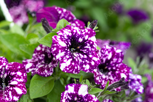 Multicolored purple and white petunia Night Sky close-up