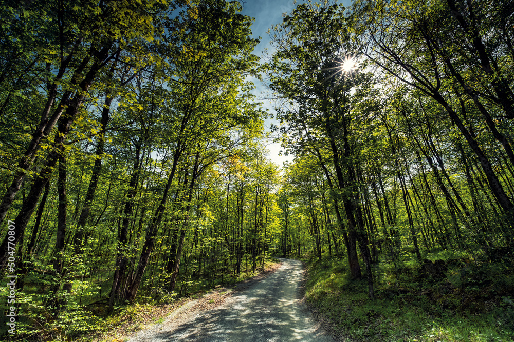 Obraz premium Stunning wide angle landscapes of south easter Ontario Canada featuring Lake Ontario with calm waters and the natural boreal forests of the region. Enjoy parks and scenic hikes.