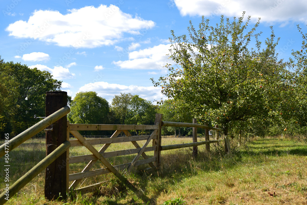 Arbres fruitiers campagne