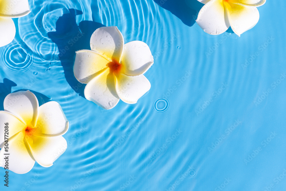 Plumeria flowers on a blue water background. Top view, flat lay Plumeria flowers on a blue water background. Top view, flat lay