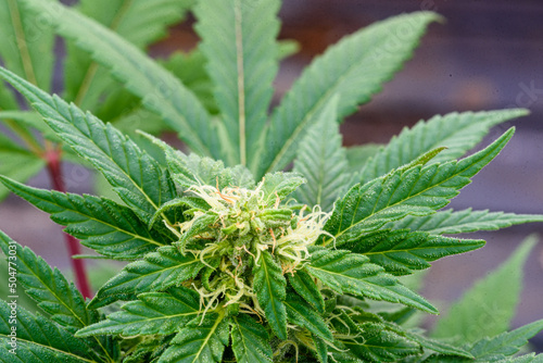 Flower bud on a marijuana with kief keef crystals of THC and CBD photo