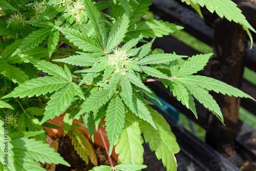 Flower bud on a marijuana with kief keef crystals of THC and CBD photo