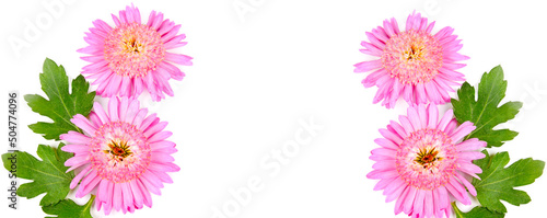 Pink chrysanthemum flowers isolated on white background. Free space for text. Wide photo.