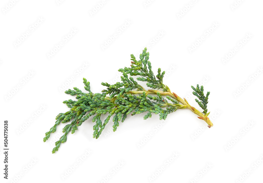 Fototapeta premium Beautiful green juniper.