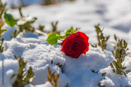 Vibrant red rose on the snow with nice bokeh