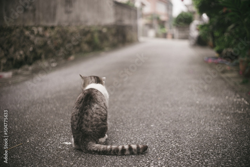 沖縄県離島宮古島に住むリラックスした野良猫の写真