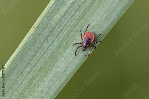 Ixodes ricinus - Castor bean tick - Tique du mouton - Tique du chien