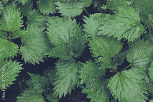 young nettle grows in bunch, top view