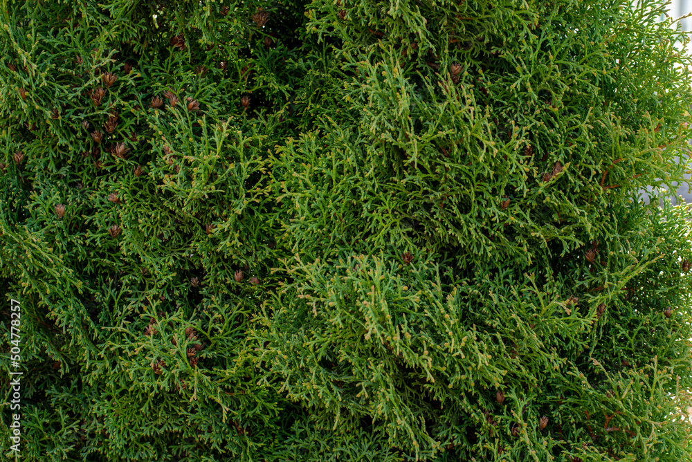 Green coniferous ornamental tree grows in the grass in the garden Green coniferous ornamental tree grows in the grass in the garden