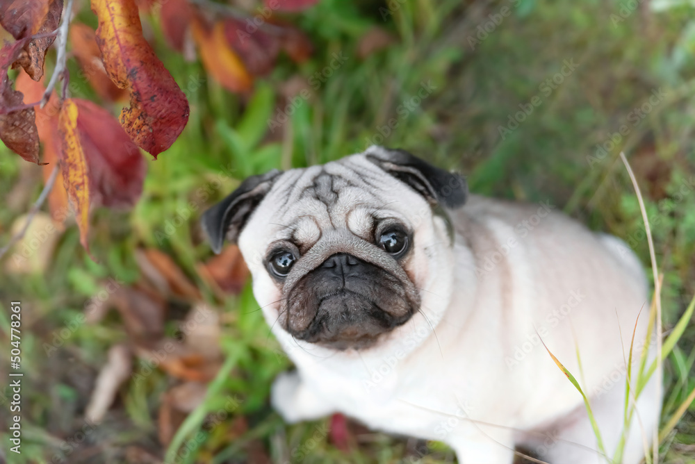 a cute pug among the autumn foliage sits and looks at the camera with a funny, not understanding skeptical emotion