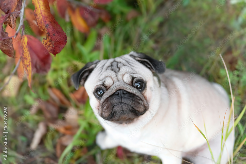 a cute pug among the autumn foliage sits and looks at the camera with a funny, not understanding skeptical emotion a cute pug among the autumn foliage sits and looks at the camera with a funny, not understanding skeptical emotion