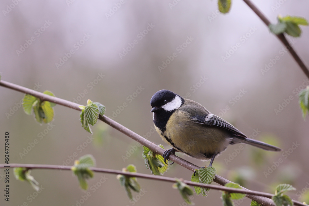 Titmouse on a branch with blossoming spring leaves Titmouse on a branch with blossoming spring leaves