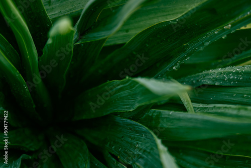 Dark green yucca leaves with raindrops. View from above. Dark natural macro background for the design.